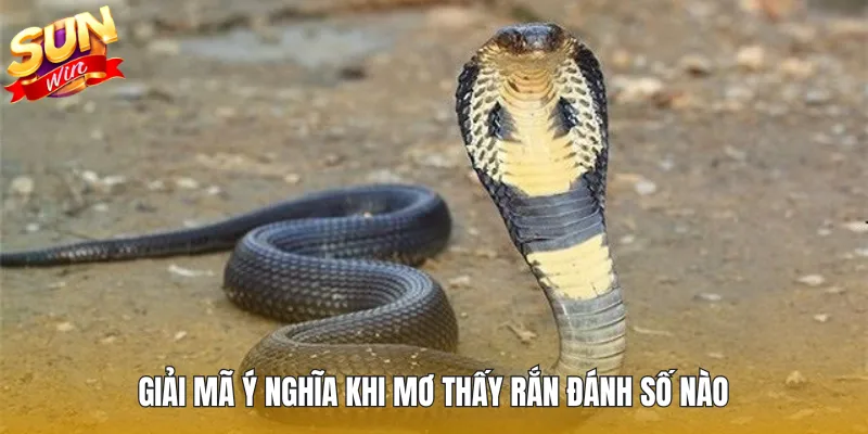 Giải mã ý nghĩa khi mơ thấy rắn đánh số nào