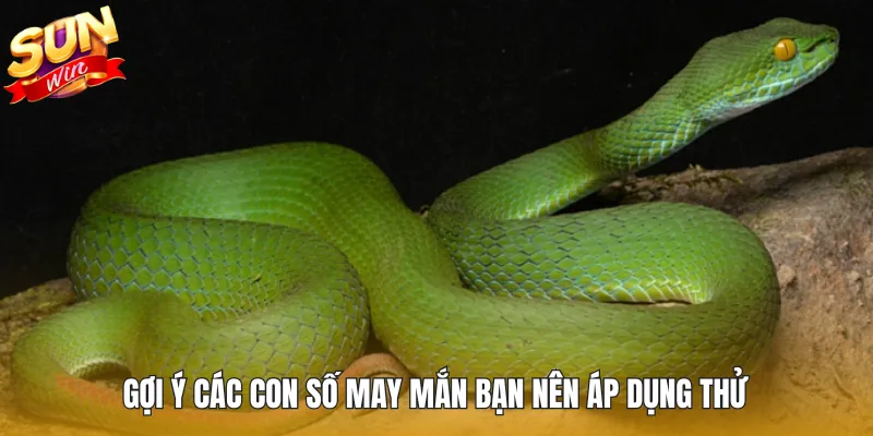 Gợi ý các con số may mắn bạn nên áp dụng thử