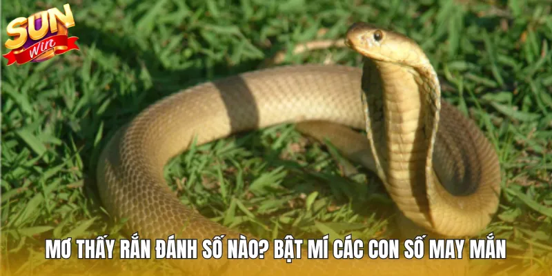 Mơ Thấy Rắn Đánh Số Nào? Bật Mí Các Con Số May Mắn